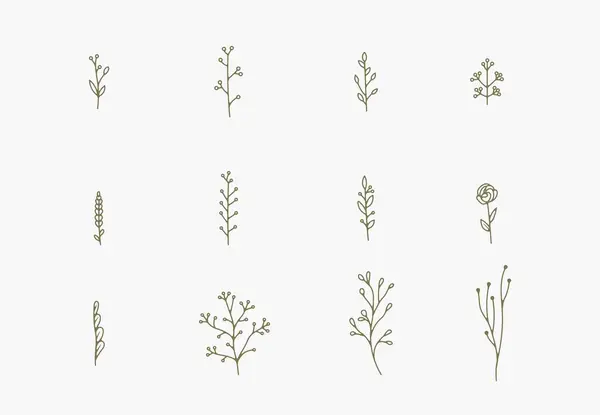 Beyaz arkaplanda çeşitli narin dallar, yapraklar ve sapların çizgi çizimi 