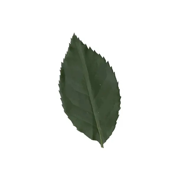 Beyaz arka planda tırtıklı kenarı olan tek bir koyu yeşil yaprak..