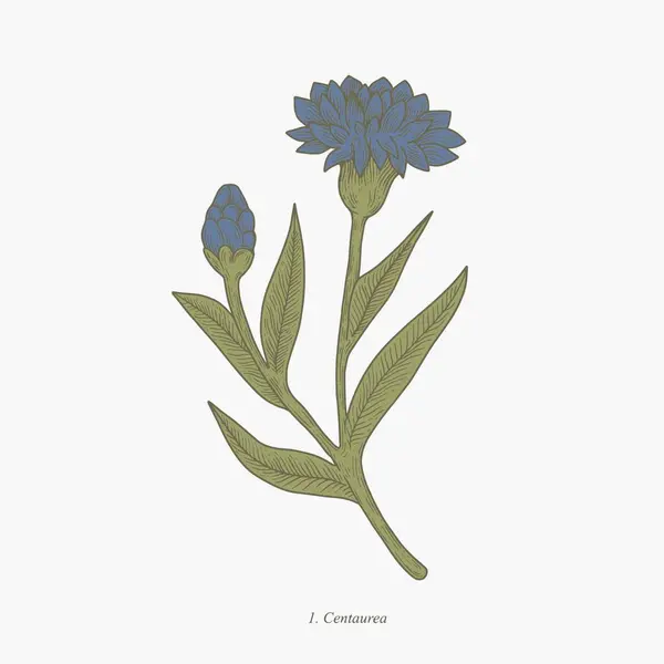 Uygulamalar veya web sayfaları için uygun mavi bir çiçeğin detaylı botanik çizimi.