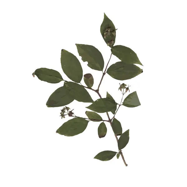 Birkaç yaprağı ve küçük çiçekleri olan küçük, kurumuş bir dal..