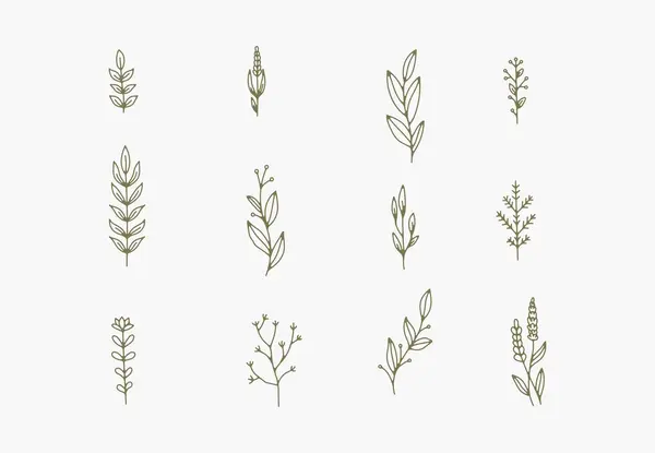 Beyaz arkaplanda çeşitli narin dallar, yapraklar ve sapların çizgi çizimi 