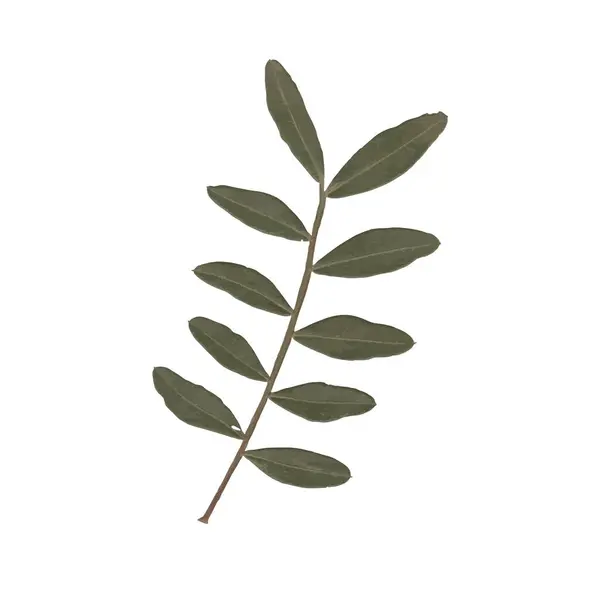 Beyaz arka planda birkaç koyu yeşil yaprağı olan küçük, resimli bir dal.