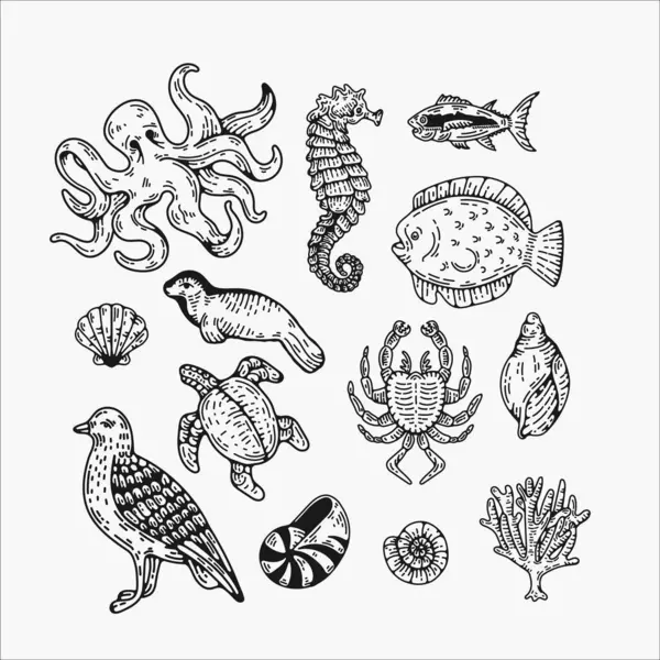Çeşitli deniz yaratıklarının ve kabukların detaylı bir taslak tarzı olan klasik bir tasviri..