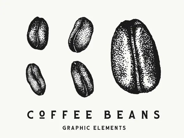 Detaylı bir kabataslak tarzda kahve çekirdekleri koleksiyonunun klasik bir el çizimi çizimi..