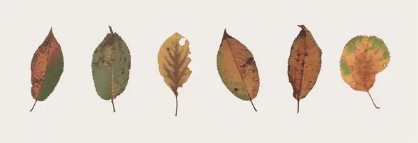 Çeşitli renk ve dokularda sonbahar yaprakları koleksiyonunun gerçekçi bir çizimi.
