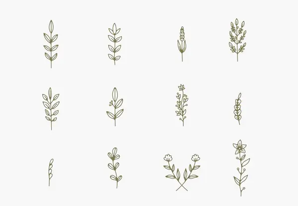 Beyaz arkaplanda çeşitli narin dallar, yapraklar ve sapların çizgi çizimi 