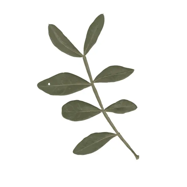 Beyaz arka planda birkaç koyu yeşil yaprağı olan küçük, resimli bir dal.