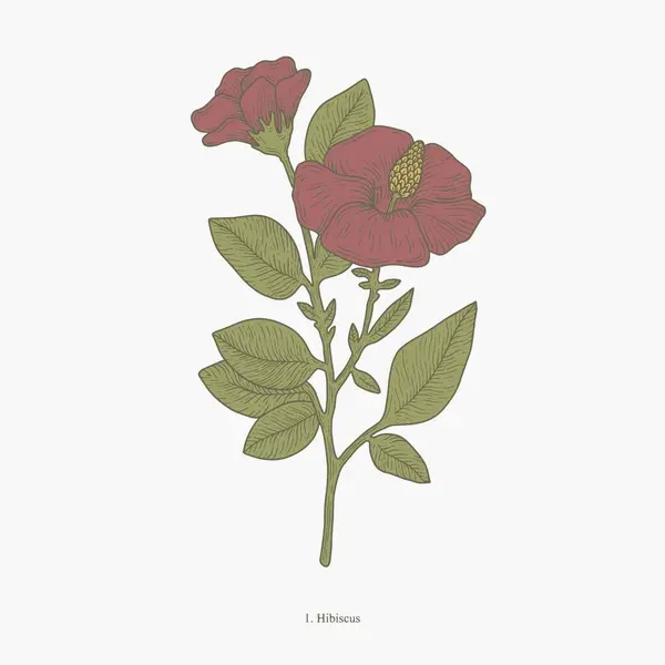 Uygulamalar veya web sayfaları için bir simge olarak uygun kırmızı yapraklı ve yeşil yapraklı bir botanik amber çiçeği çizimi.