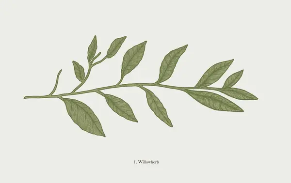 Yeşil yapraklı botanik zeytin dalının bir çizimi 