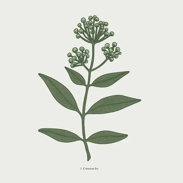 Uygulamalar veya web sayfaları için bir simge kadar uygun yeşil yaprakları ve tomurcukları olan bir botanik bitkisinin çizimi.