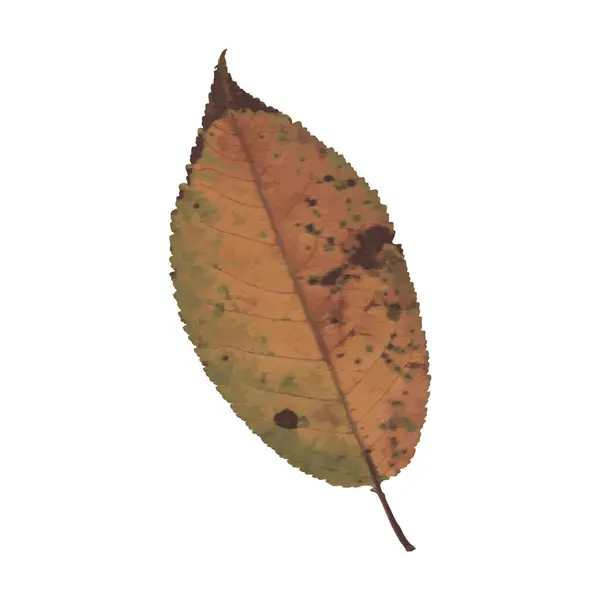 Yeşil, sarı ve kahverengi sonbahar renklerinde tek bir yaprak.