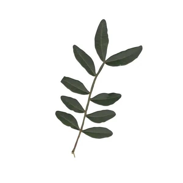 Beyaz arka planda birkaç koyu yeşil yaprağı olan küçük, resimli bir dal.