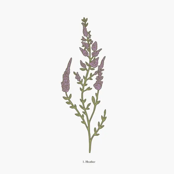 Mor çiçekleri ve yeşil yaprakları olan bir meyan kökü bitkisinin botanik çizimi..