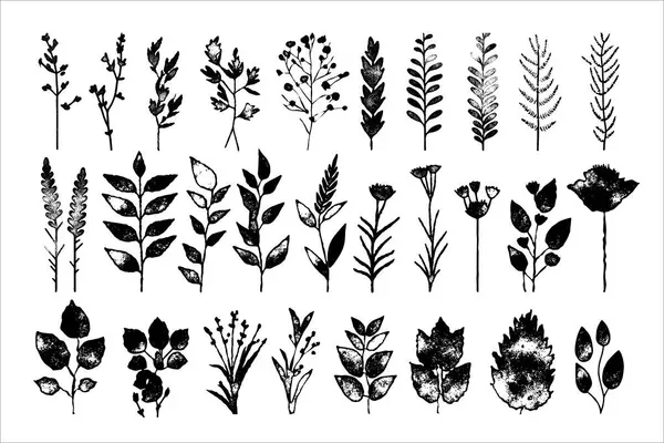 Çeşitli dokulara sahip siyah beyaz resimli bitkiler, dallar ve çiçekler..