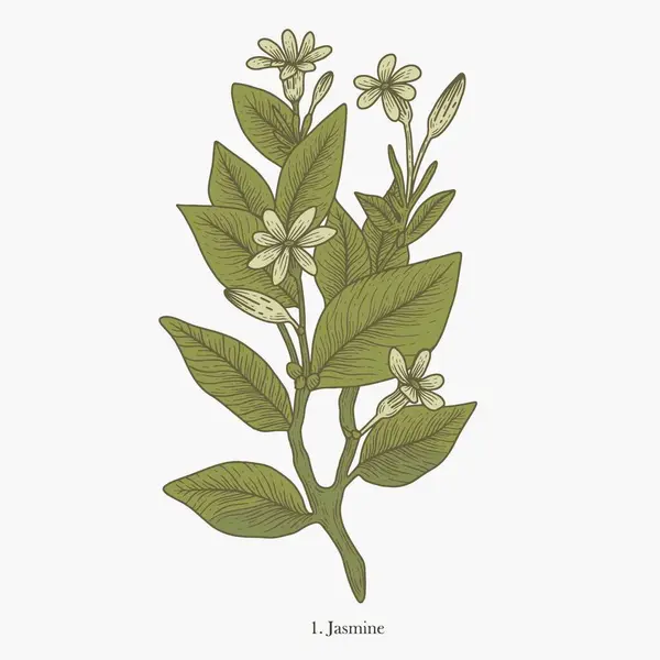 Çiçek ve yapraklı yasemin bitkisinin renkli bir çizimi.