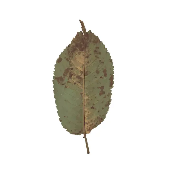 Kahverengi ve pas rengi lekeli yeşil bir yaprağın yakın plan çizimi..
