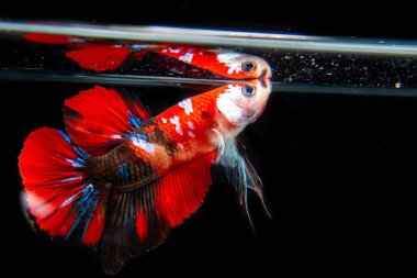 Siyam betta balığı Tayland 'ın ulusal balığıdır, ayırt edici özelliği güzel ve zarif kuyruğudur. Büyük bir dövüşçü Betta balığı, siyam savaşçısı balık, izole edilmiş betta ihtişamı.