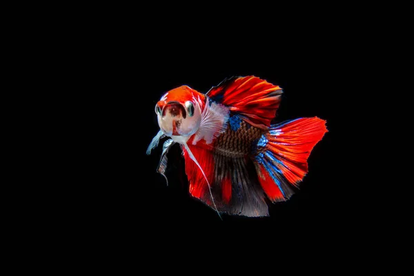 국어이며 특징은 아름답고우아 꼬리이다 베타어 물고기 싸우는 물고기 비타의 — 스톡 사진