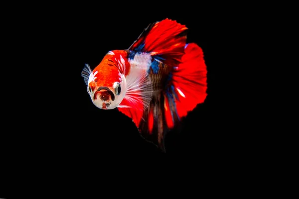 Siamesischer Beta Fisch Ist Der Nationalfisch Thailands Sein Erkennungsmerkmal Ist — Stockfoto