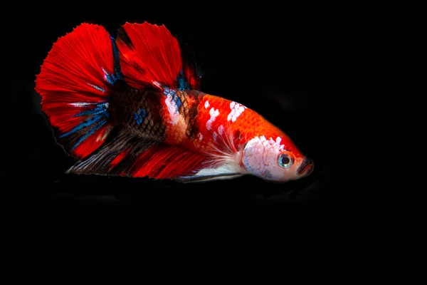 Peixe Betta Siamês Peixe Nacional Tailândia Sua Característica Distintiva Sua — Fotografia de Stock