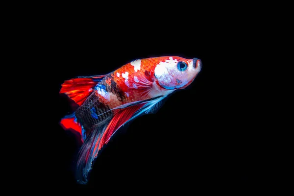 Pesce Betta Siamese Pesce Nazionale Della Thailandia Sua Caratteristica Distintiva — Foto Stock