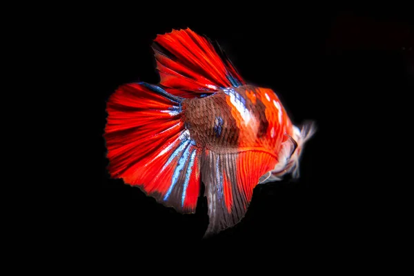 국어이며 특징은 아름답고우아 꼬리이다 베타어 물고기 싸우는 물고기 비타의 — 스톡 사진