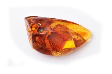 Cilalanmış, güzel Baltık kehribar fosili, değerli