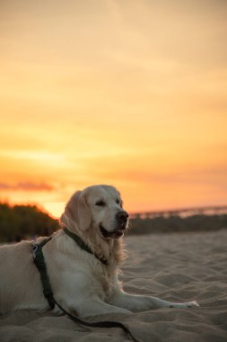 Güzel Golden Retriever baharda gün batımında sahilde