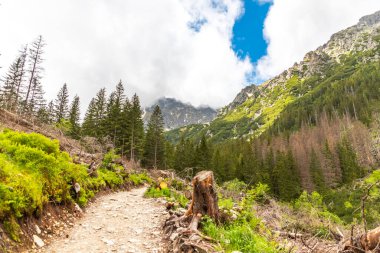 Yaz günü Polonya 'da doğa ve Tatra dağları