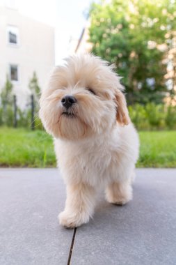 Yazın akşamları şehrin çimlerinde oynayan sevimli beyaz maltipoo köpeği.