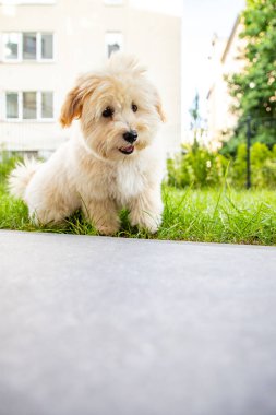 Yazın akşamları şehrin çimlerinde oynayan sevimli beyaz maltipoo köpeği.