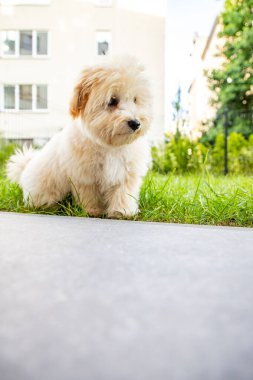 Yazın akşamları şehrin çimlerinde oynayan sevimli beyaz maltipoo köpeği.