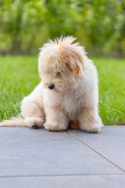 Yazın akşamları şehrin çimlerinde oynayan sevimli beyaz maltipoo köpeği.