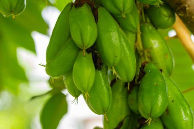 Toplamaya hazır bir grup Averrhoa Bilibi meyvesi taze yeşildir, bulanık yeşil bir bitki örtüsü vardır.