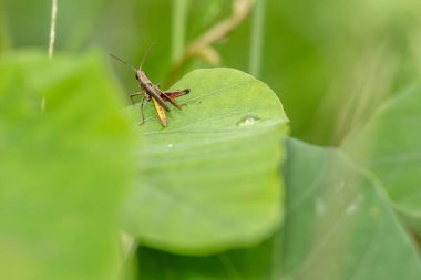 Yeşil bir yaprağa tünemiş kahverengi bir Çekirge, bulanık yeşil bir yaprak arka planına sahiptir.