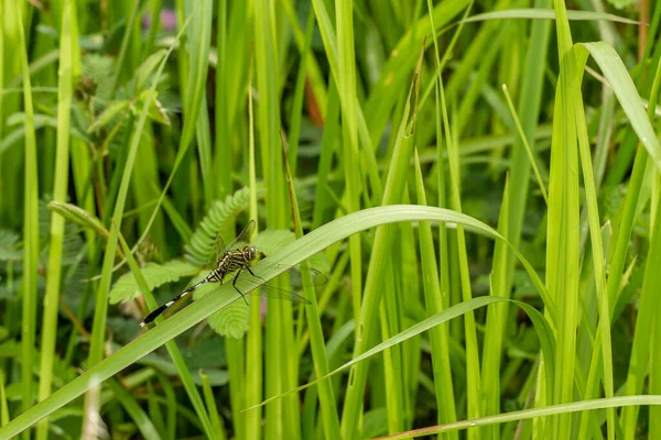 一只绿色的蜻蜓栖息在科贡草叶上 是一片绿草地 叶缘锋利 — 图库照片