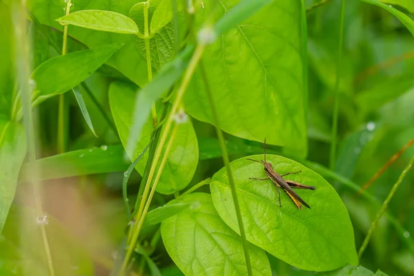 Ένα Καφέ Grasshopper Που Είναι Σκαρφαλωμένο Ένα Πράσινο Φύλλο Έχει — Φωτογραφία Αρχείου