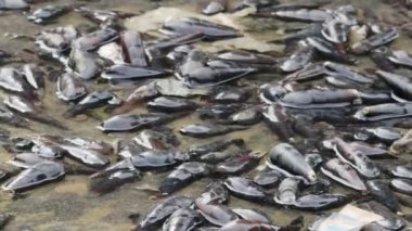 Gelgitler nedeniyle az su bulunan çamurlu sahil bölgesi, mangrov plajı bölgesindeki salyangozlar gibi küçük hayvanlar için aktif bir yaşam alanı olan Stenomelania Crenulata 'yı gösteriyor.