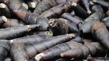 Gelgitler nedeniyle az su bulunan çamurlu sahil bölgesi, mangrov plajı bölgesindeki salyangozlar gibi küçük hayvanlar için aktif bir yaşam alanı olan Stenomelania Crenulata 'yı gösteriyor.