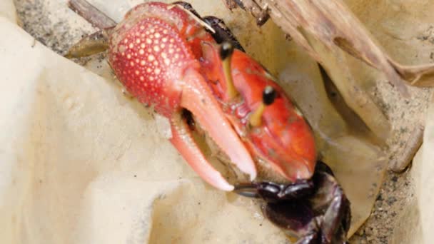 Zwierzęta Krabowe Skrzypce Które Żyją Błotnistych Plażach Mają Czerwone Pazury — Wideo stockowe