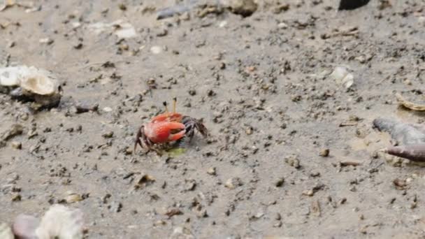 泥だらけのビーチに住んでいるフィドラーカニの動物は ビーチ泥の上で実行すると非常に機敏な赤い爪を持っています — ストック動画