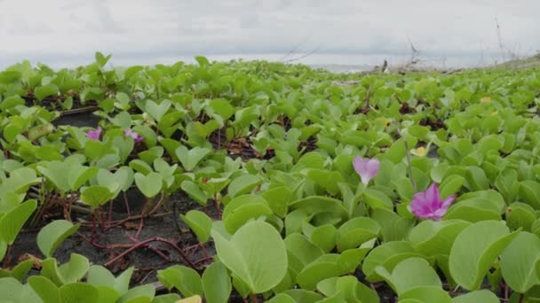 Ipomoea Pes Caprae Floração Rosa Trompete Forma Planta Uma Praia — Vídeo de Stock