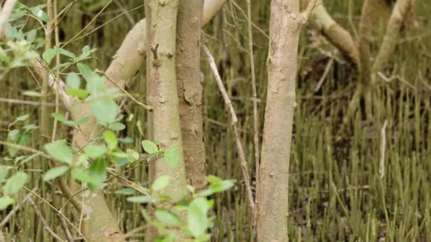 Vista Plantas Xylocarpus Que Vivem Como Vegetação Mangue Costa Onde — Vídeo de Stock