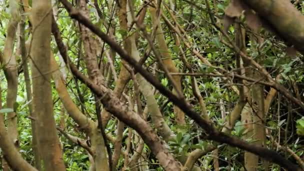 Uitzicht Xylocarpus Planten Die Leven Als Mangrove Vegetatie Aan Kust — Stockvideo