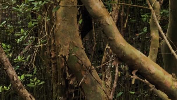 Uitzicht Xylocarpus Planten Die Leven Als Mangrove Vegetatie Aan Kust — Stockvideo
