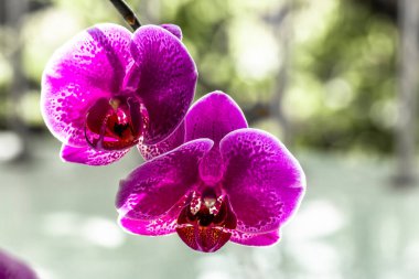 A pink sprig of moon orchid or moth orchid (phalaenopsis amabilis) in bloom, blurred green leaves background and bright sunlight