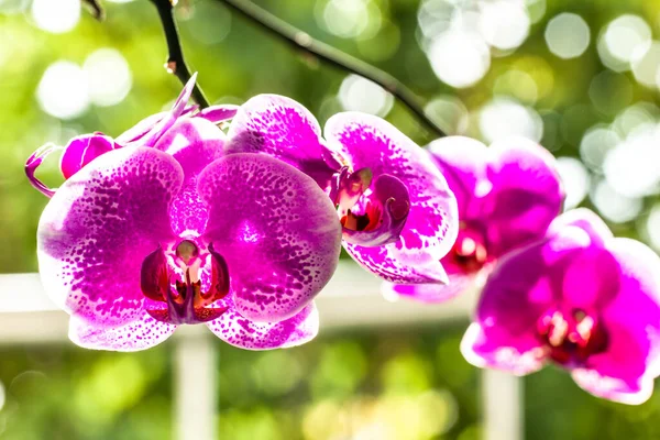 A pink sprig of moon orchid or moth orchid (phalaenopsis amabilis) in bloom, blurred green leaves background and bright sunlight
