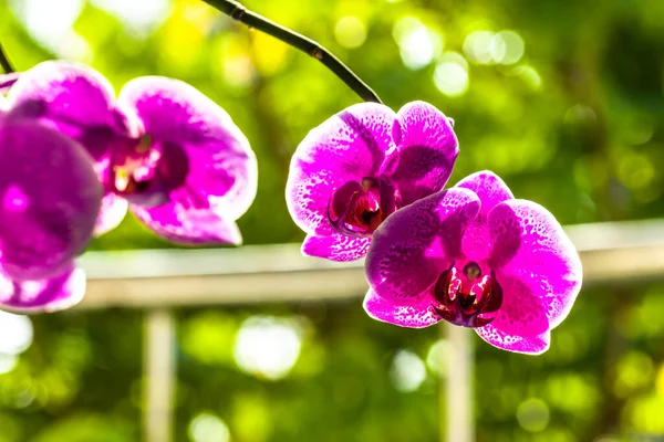A pink sprig of moon orchid or moth orchid (phalaenopsis amabilis) in bloom, blurred green leaves background and bright sunlight