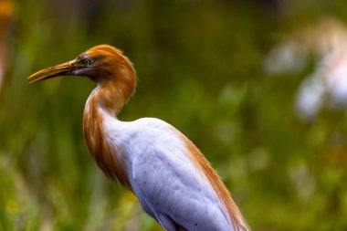 Akbalıkçılkuşu (