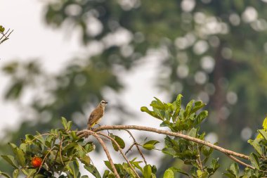 A yellow-vented bulbul bird (Pycnonotus goiavier) or eastern yellow-vented bulbul perched on a rambutan tree branch, blurred green leaves background